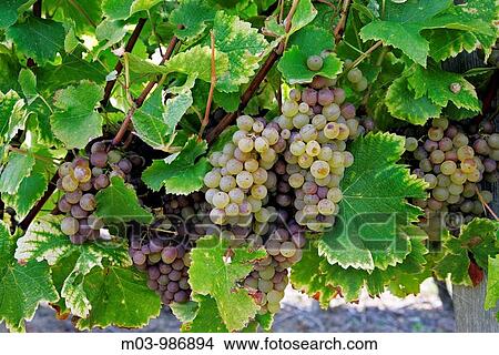 Vineyard, workers, Ripe, wine, grapes, in, vineyard, Bordeaux, vineyard, town, St Emilion, Aquitaine, France View Large Photo Image Picture - Vineyard, workers, Ripe, wine, grapes, in, vineyard, Bordeaux, vineyard, town, St Emilion, Aquitaine, France. Fotosearch