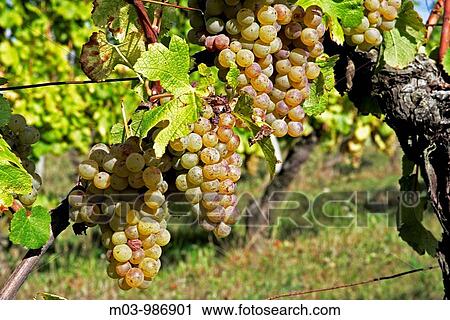 Vineyard, workers, Ripe, wine, grapes, in, vineyard, Bordeaux, vineyard, town, St Emilion, Aquitaine, France View Large Photo Image Stock Image - Vineyard, workers, Ripe, wine, grapes, in, vineyard, Bordeaux, vineyard, town, St Emilion, Aquitaine, France. Fotosearch