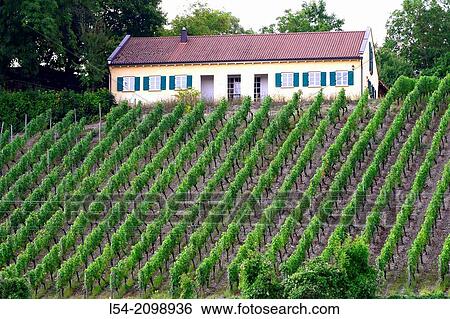 Stock Photograph - Vineyards along Main River Germany Deutschland DE Europe bavaria lower franconia.. Fotosearch
