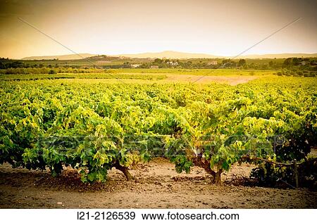 Vineyards. Alt Pened? s, Barcelona Province, Catalonia, Spain. View Large Photo Image Stock Photo - Vineyards. Alt Pened? s, Barcelona Province, Catalonia, Spain.. Fotosearch