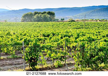 Stock Photo - Vineyards. Alt Pened? s, Barcelona province, Catalonia, Spain.. Fotosearch