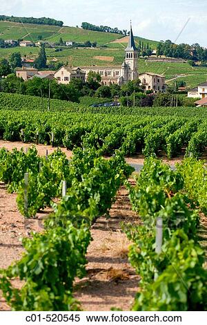 Vineyards and? Ch? nas? village. Beaujolais wine country. Rhone valley. France. View Large Photo Image Stock Photography - Vineyards and? Ch? nas? village. Beaujolais wine country. Rhone valley. France.. Fotosearch
