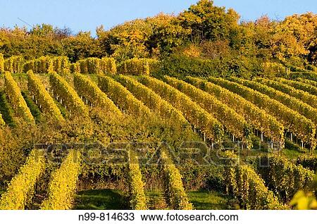 Vineyards and hedgerow, autumn, colours, near Westhalten, cultivated landscape, Alsace, France View Large Photo Image Stock Image - Vineyards and hedgerow, autumn, colours, near Westhalten, cultivated landscape, Alsace, France. Fotosearch