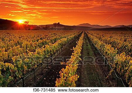 Vineyards and sunset, Carneros Region, Napa County, California, USA View Large Photo Image Stock Photography - Vineyards and sunset, Carneros Region, Napa County, California, USA. Fotosearch