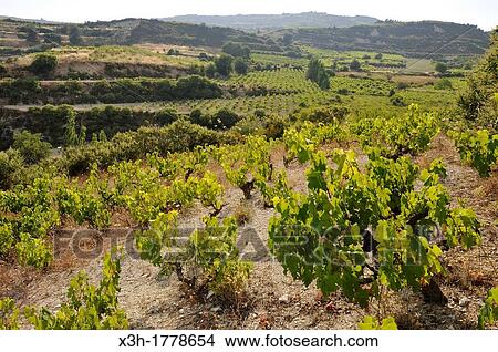 vineyards around Omodos, Troodos Mountains, Cyprus, Eastern Mediterranean Sea View Large Photo Image Picture - vineyards around Omodos, Troodos Mountains, Cyprus, Eastern Mediterranean Sea. Fotosearch