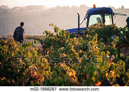 Vineyards around the town of San Vicente de la Sonsierra, on the border of La Rioja and the Basque Country Spain, Europe View Large Photo Image Stock Photo - Vineyards around the town of San Vicente de la Sonsierra, on the border of La Rioja and the Basque Country Spain, Europe. Fotosearch
