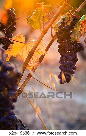 Vineyards around the town of San Vicente de la Sonsierra, on the border of La Rioja and the Basque Country. Spain, Europe. View Large Photo Image Stock Photo - Vineyards around the town of San Vicente de la Sonsierra, on the border of La Rioja and the Basque Country. Spain, Europe.. Fotosearch