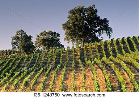 Vineyards at Summerwood Winery, Paso Robles, San Luis Obispo County, California View Large Photo Image Stock Image - Vineyards at Summerwood Winery, Paso Robles, San Luis Obispo County, California. Fotosearch