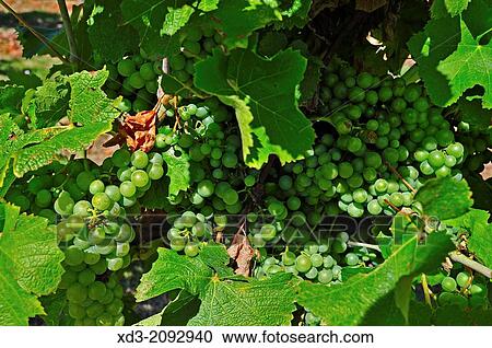 vineyards at the Chateau de Monbazillac, Dordogne Department, France. View Large Photo Image Stock Image - vineyards at the Chateau de Monbazillac, Dordogne Department, France.. Fotosearch