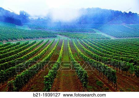 Vineyards at Tizac de Curton, in the Entre Deux Mers wines district, in the Bordeaux wines area, Gironde, Aquitaine, France View Large Photo Image Stock Photo - Vineyards at Tizac de Curton, in the Entre Deux Mers wines district, in the Bordeaux wines area, Gironde, Aquitaine, France. Fotosearch
