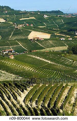 Vineyards, Barolo, Province of Cuneo, Piedmont, Italy View Large Photo Image Picture - Vineyards, Barolo, Province of Cuneo, Piedmont, Italy. Fotosearch
