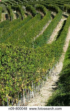 Stock Photo - Vineyards, Barolo, Province of Cuneo, Piedmont, Italy. Fotosearch