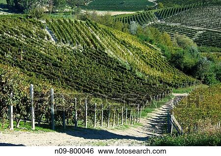 Stock Photograph - Vineyards, Barolo, Province of Cuneo, Piedmont, Italy. Fotosearch