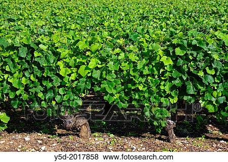 vineyards, Beaune, Department of Cote d'Or, Burgundy, France, Europe. View Large Photo Image Stock Photo - vineyards, Beaune, Department of Cote d'Or, Burgundy, France, Europe.. Fotosearch