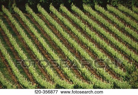 Vineyards. Capriva del Friuli, Collio region. Friuli-Venezia Giulia, Italy View Large Photo Image Stock Photo - Vineyards. Capriva del Friuli, Collio region. Friuli-Venezia Giulia, Italy. Fotosearch
