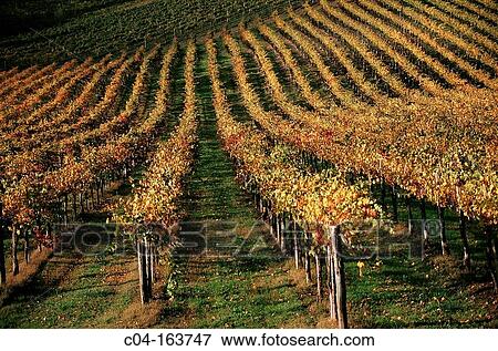 Stock Photo - Vineyards, Chianti. Tuscany, Italy. Fotosearch