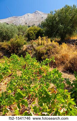 Vineyards Emponas Village, Rhodes Island, The Dodecanese Archipelago, Greece, Europe. View Large Photo Image Stock Photograph - Vineyards Emponas Village, Rhodes Island, The Dodecanese Archipelago, Greece, Europe.. Fotosearch