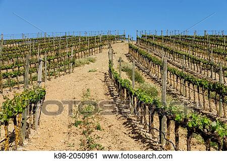 Stock Image - Vineyards, Estremoz, Alentejo, Portugal. Fotosearch