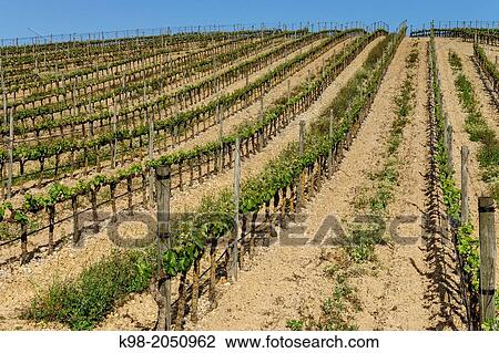 Vineyards, Estremoz, Alentejo, Portugal View Large Photo Image Stock Image - Vineyards, Estremoz, Alentejo, Portugal. Fotosearch
