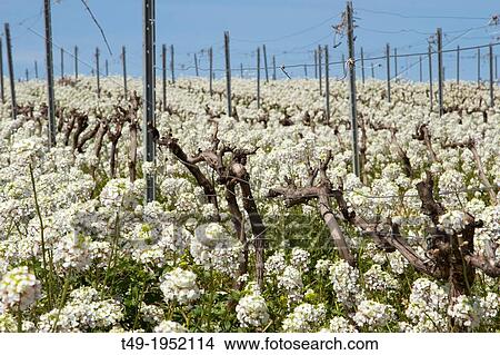 vineyards full of flowers in spring in La Rioja- Spain. View Large Photo Image Picture - vineyards full of flowers in spring in La Rioja- Spain.. Fotosearch