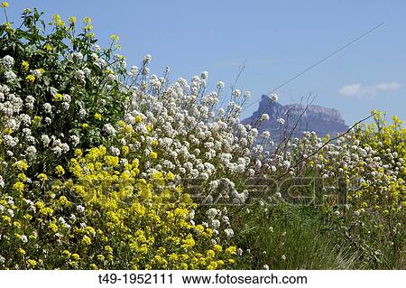 vineyards full of flowers in spring in La Rioja- Spain. View Large Photo Image Stock Image - vineyards full of flowers in spring in La Rioja- Spain.. Fotosearch