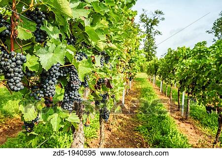 Vineyards, grapevines in Edenkoben, German Wine Route, Palatine wine, Palatinate Forest Nature Reserve, Rhineland-Palatinate, Germany, Europe View Large Photo Image Stock Photography - Vineyards, grapevines in Edenkoben, German Wine Route, Palatine wine, Palatinate Forest Nature Reserve, Rhineland-Palatinate, Germany, Europe. Fotosearch