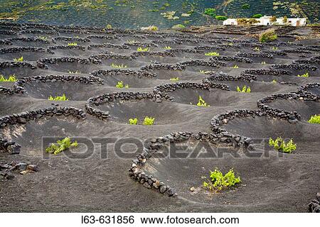 Stock Photograph - Vineyards growing on volcanic soil, La Geria. Lanzarote, Canary Islands, Spain. Fotosearch
