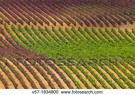 Stock Image - Vineyards in Autumn. Briones, La Rioja province, Spain.. Fotosearch
