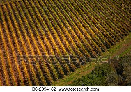 Vineyards in autumn, Tuscany, Italy View Large Photo Image Stock Image - Vineyards in autumn, Tuscany, Italy. Fotosearch
