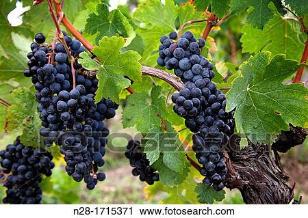 Vineyards in Chateau St Pierre de Pomerol Bordeaux wines district France. View Large Photo Image Stock Image - Vineyards in Chateau St Pierre de Pomerol Bordeaux wines district France.. Fotosearch