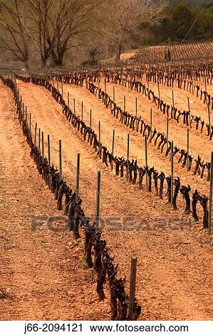 Stock Image - Vineyards in Fontanares, Vall d? Albaida, Valencia province, Comunidad Valenciana, Spain. Fotosearch
