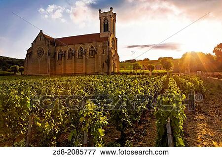vineyards in fuisse. View Large Photo Image Stock Photo - vineyards in fuisse.. Fotosearch