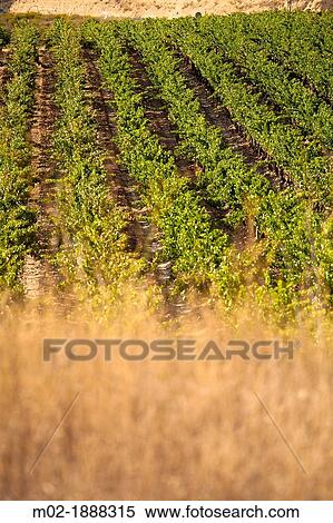 Vineyards in La Rioja, Spain, Europe View Large Photo Image Stock Photography - Vineyards in La Rioja, Spain, Europe. Fotosearch