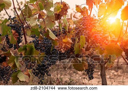 vineyards in la rioja. span. View Large Photo Image Picture - vineyards in la rioja. span.. Fotosearch