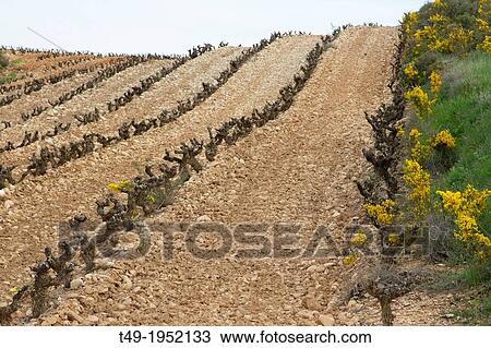 vineyards in spring in La Rioja- Spain. View Large Photo Image Stock Image - vineyards in spring in La Rioja- Spain.. Fotosearch