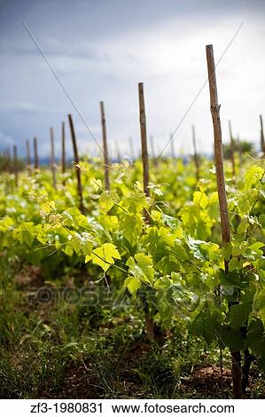 Stock Image - Vineyards in the Priorat. Catalonia, Spain. Fotosearch