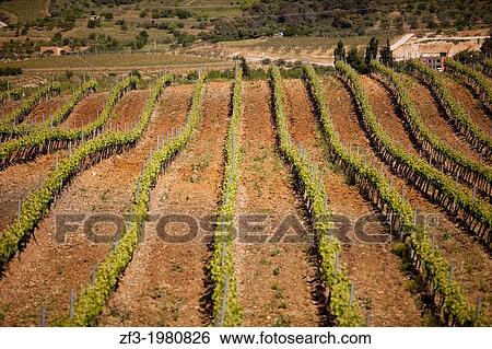 Vineyards in the Priorat. Catalonia, Spain View Large Photo Image Stock Photograph - Vineyards in the Priorat. Catalonia, Spain. Fotosearch