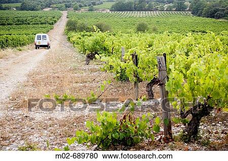 Vineyards in Vaucluse, Provence, France View Large Photo Image Stock Image - Vineyards in Vaucluse, Provence, France. Fotosearch
