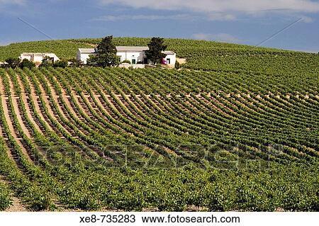 Vineyards, Jerez de la Frontera. Cadiz province, Andalucia, Spain View Large Photo Image Stock Image - Vineyards, Jerez de la Frontera. Cadiz province, Andalucia, Spain. Fotosearch