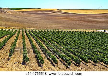 Vineyards landscape in Rueda, Verdejo grape, Castile and Le? n, Spain View Large Photo Image Stock Photo - Vineyards landscape in Rueda, Verdejo grape, Castile and Le? n, Spain. Fotosearch