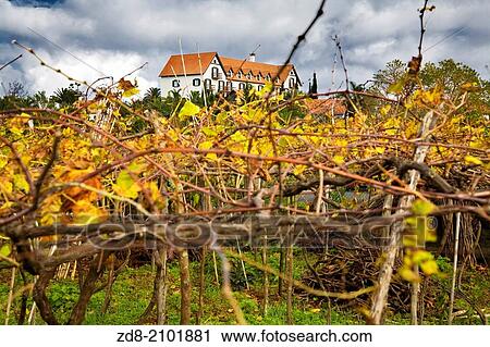 vineyards. madeira. View Large Photo Image Stock Image - vineyards. madeira.. Fotosearch