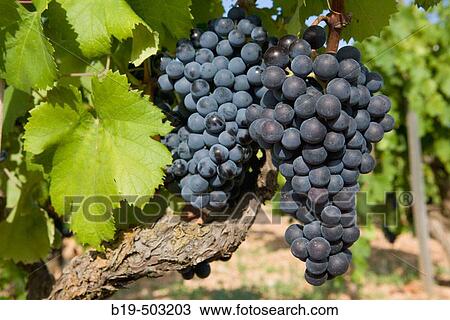 Vineyards.? Manto? grape variety (native from the Balearic islands), Majorca. Balearic Island. Spain View Large Photo Image Stock Image - Vineyards.? Manto? grape variety (native from the Balearic islands), Majorca. Balearic Island. Spain. Fotosearch