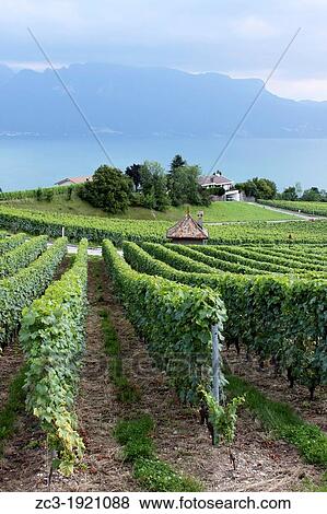 Vineyards near Lake, Leman, Veytaux, Riviera-Pays-d? Enhaut, Canton of Vaud, Switzerland. View Large Photo Image Stock Photo - Vineyards near Lake, Leman, Veytaux, Riviera-Pays-d? Enhaut, Canton of Vaud, Switzerland.. Fotosearch