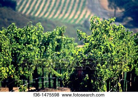 Vineyards, near Lower Lake, Clear Lake, Lake County, California View Large Photo Image Stock Photo - Vineyards, near Lower Lake, Clear Lake, Lake County, California. Fotosearch