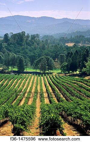 Vineyards near Lower Lake, Clear Lake, Lake County, California View Large Photo Image Stock Photograph - Vineyards near Lower Lake, Clear Lake, Lake County, California. Fotosearch