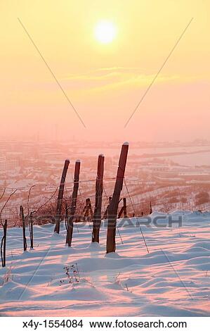 Vineyards near Modra Slovakia in early morning sun View Large Photo Image Picture - Vineyards near Modra Slovakia in early morning sun. Fotosearch