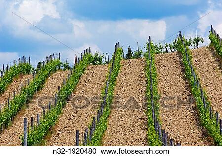 Vineyards, Near Radda in Chianti, Chianti, Tuscany landscape, Siena Province, Tuscany, Italy View Large Photo Image Stock Image - Vineyards, Near Radda in Chianti, Chianti, Tuscany landscape, Siena Province, Tuscany, Italy. Fotosearch