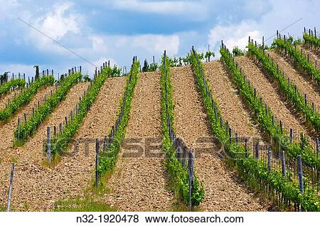 Stock Photo - Vineyards, Near Radda in Chianti, Chianti, Tuscany landscape, Siena Province, Tuscany, Italy. Fotosearch