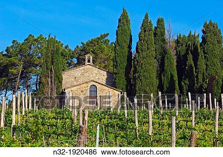 Vineyards, Near Radda in Chianti, Chianti, Tuscany landscape, Siena Province, Tuscany, Italy View Large Photo Image Stock Photograph - Vineyards, Near Radda in Chianti, Chianti, Tuscany landscape, Siena Province, Tuscany, Italy. Fotosearch