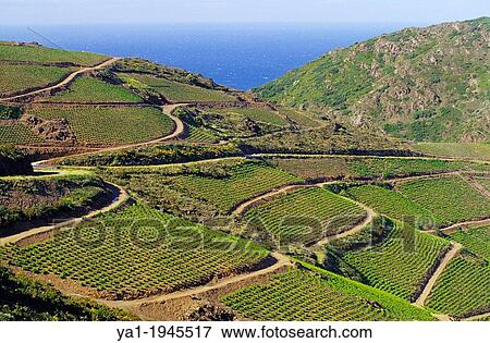Vineyards of Banyuls sur mer, Cote Vermeille, Eastern Pyrenees, Languedoc-Roussillon, France. View Large Photo Image Stock Photo - Vineyards of Banyuls sur mer, Cote Vermeille, Eastern Pyrenees, Languedoc-Roussillon, France.. Fotosearch